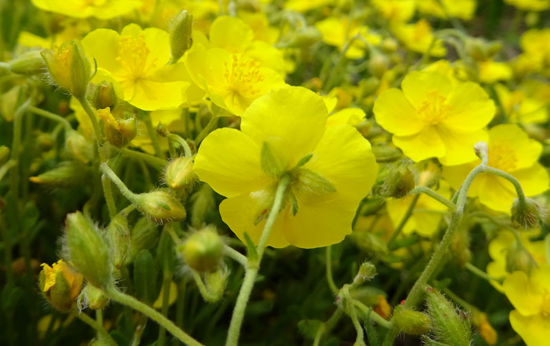 Helianthemum nummularium - Cistaceae